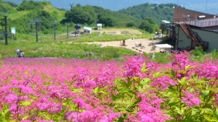 白馬五竜高山植物園
