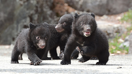 奥飛騨クマ牧場