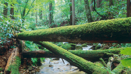 水木沢天然林