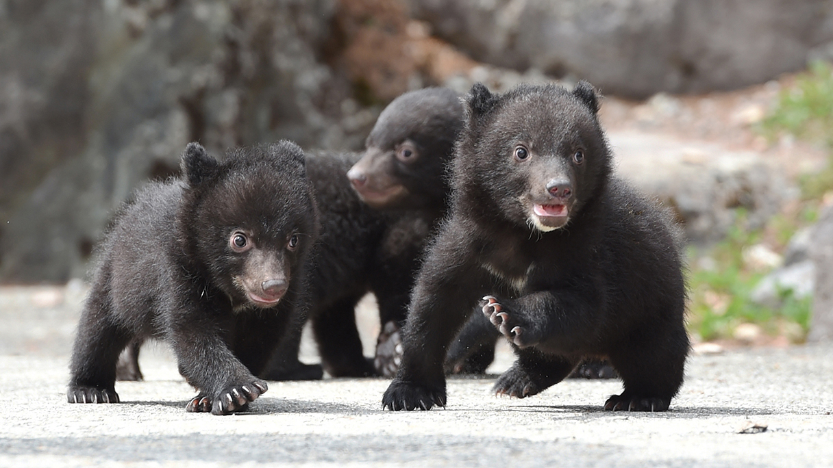 奥飛騨クマ牧場