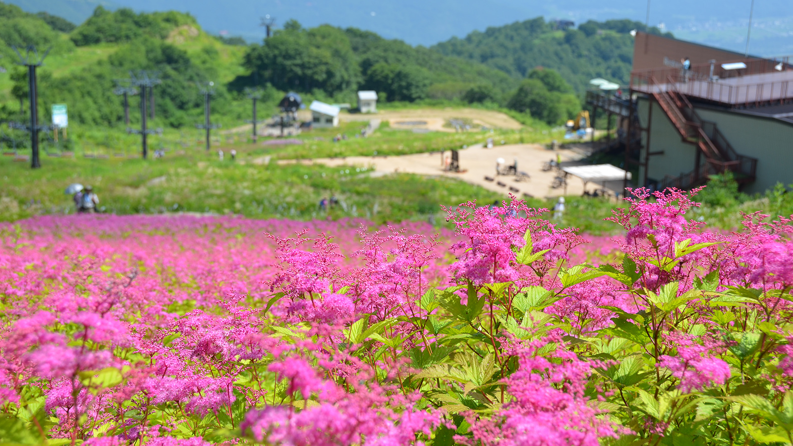 【白馬・小谷・大町】白馬五竜高山植物園
