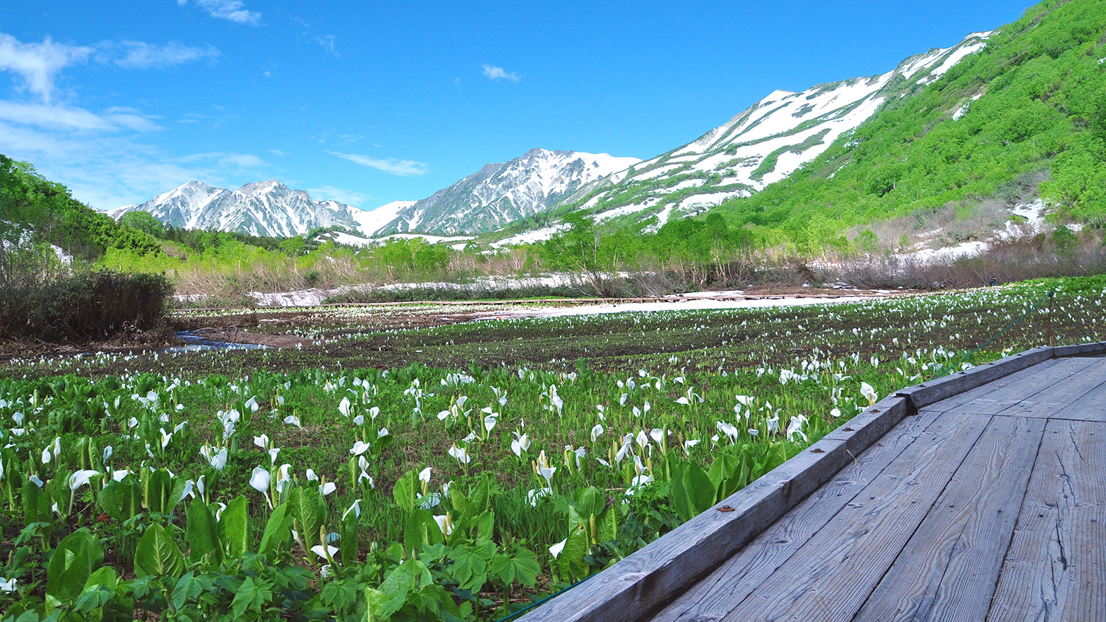 【白馬・小谷・大町】栂池自然園（つがいけしぜんえん）
