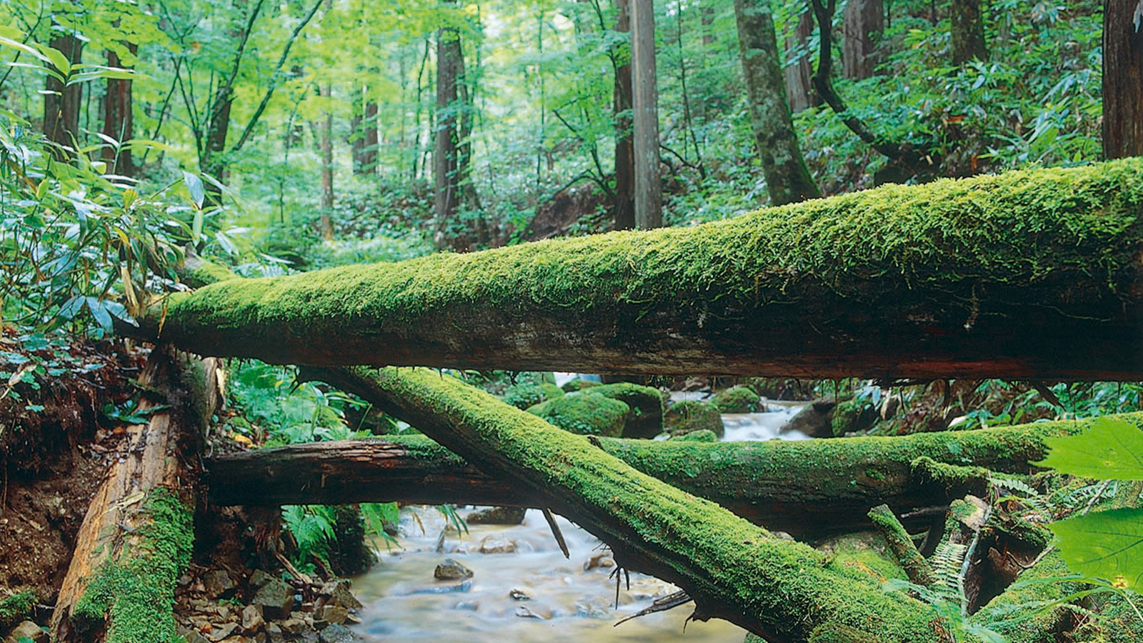 【奈良井・薮原】水木沢天然林