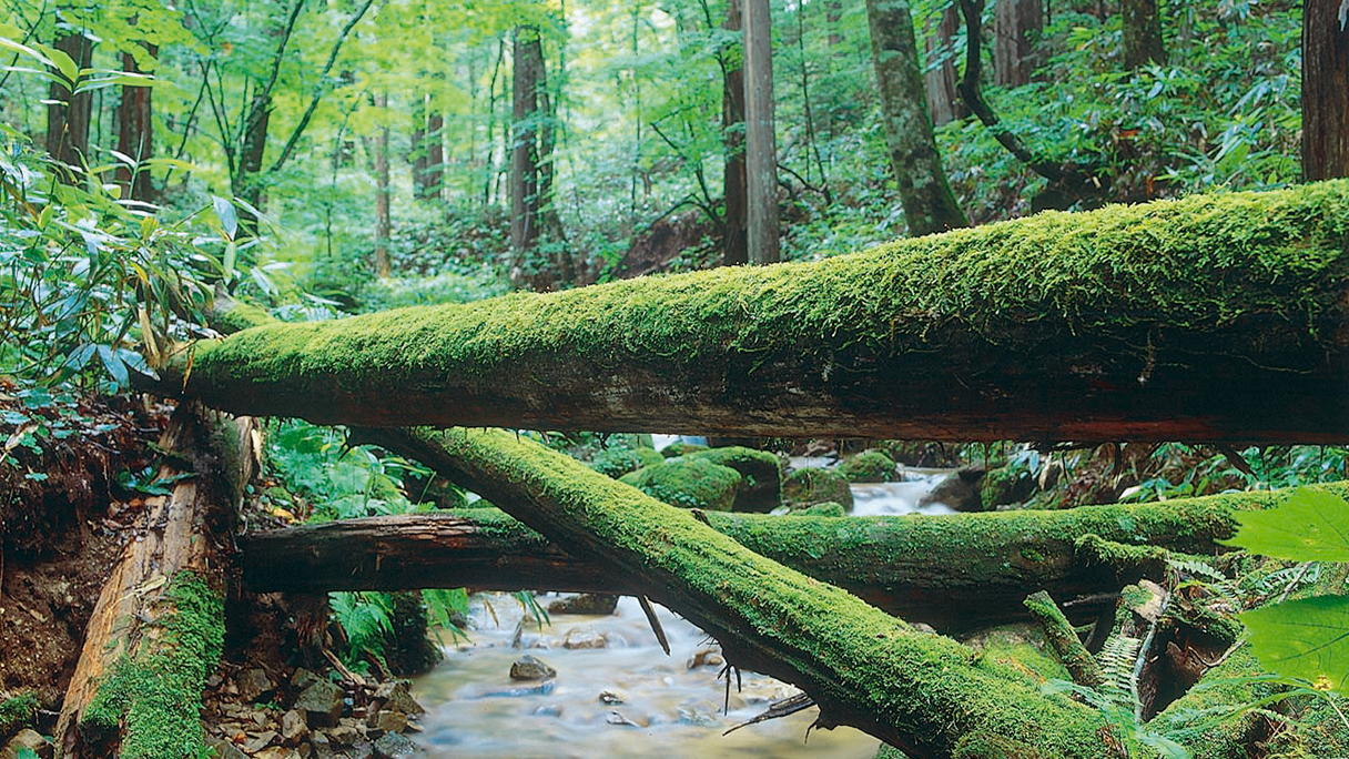水木沢天然林